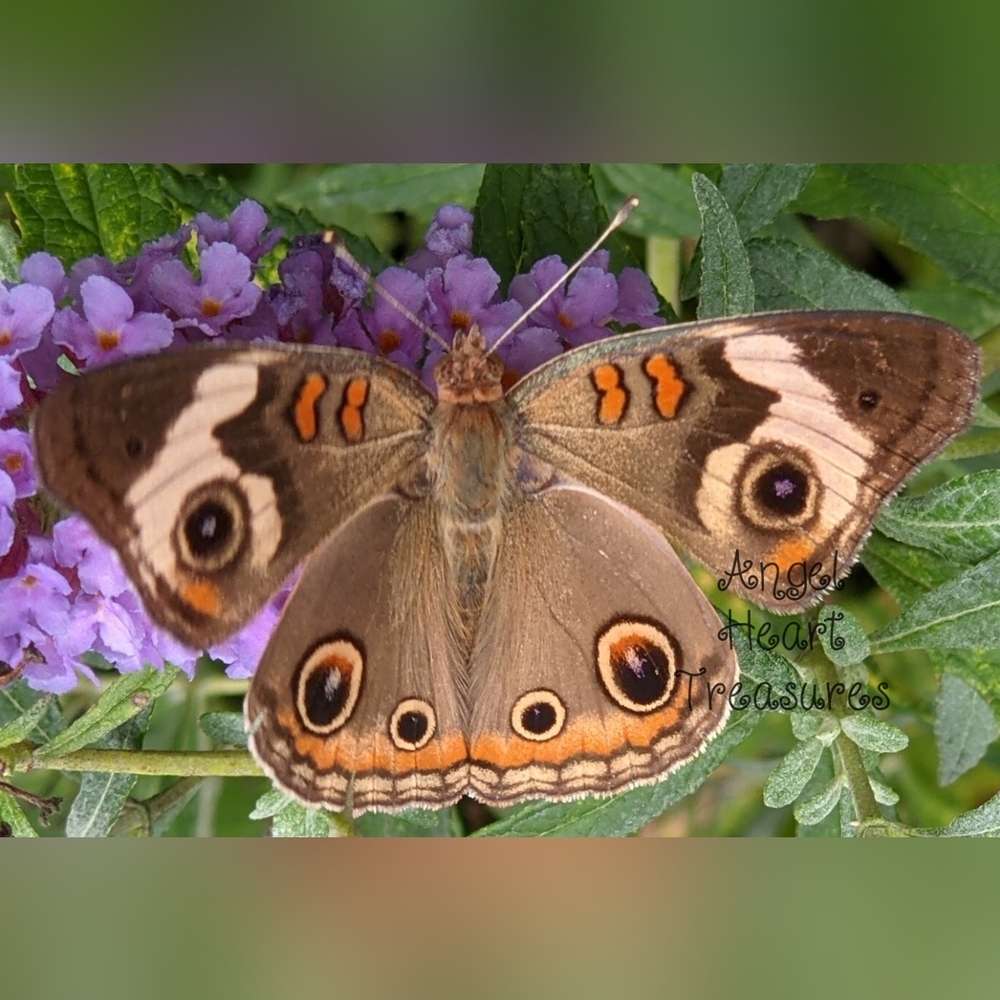 11x14 Original Photography Buckeye Butterfly on Purple Flower Bloom